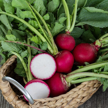 Product Image of Radish, German Giant 