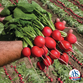 Product Image of Radish, Rivoli 