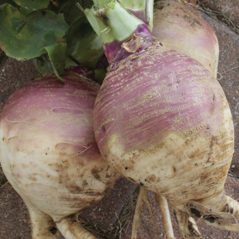 Rutabaga, American Purple Top