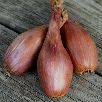 Shallot, Zebrune