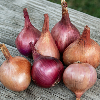 Shallot, Hybrid Blend