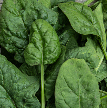 Spinach, Bloomsdale Long Standing