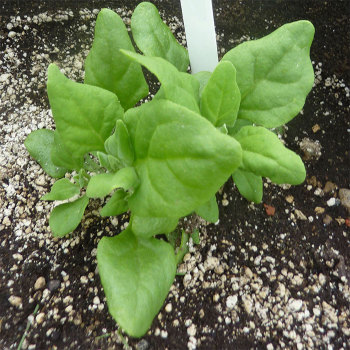 New Zealand Or Tetragonia Spinach