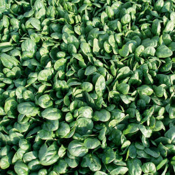 Reflect Hybrid Spinach