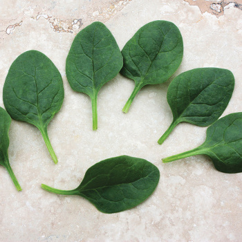 Seaside Hybrid Spinach