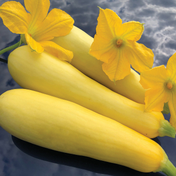 Smooth Criminal Hybrid Summer Squash