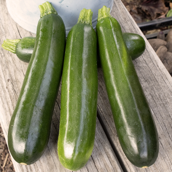 Squash, Summer, Spineless Supreme Hybrid