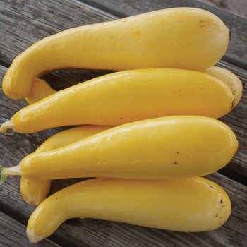 Squash, Summer, Superpik Hybrid