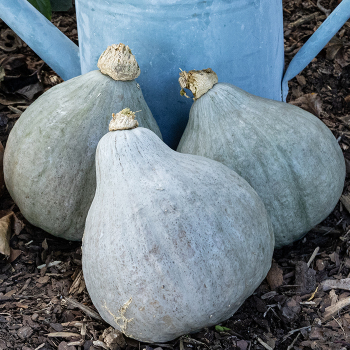 Squash, Winter, Baby Blue Hubbard