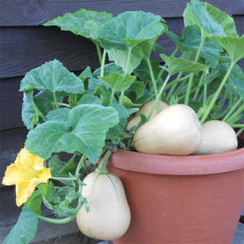 Squash, Winter, Butterbush Hybrid
