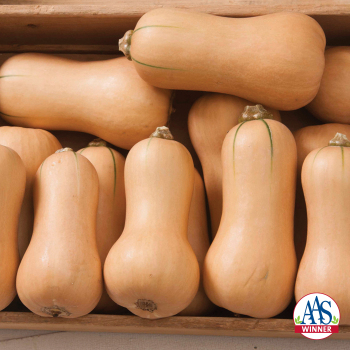 Product Image of Squash, Winter, Butterscotch Hybrid 