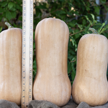 Squash, Winter, Atlas Hybrid