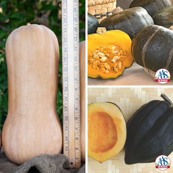 Winter Squash Sampler