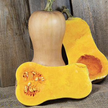 Squash, Winter, Early Buttertnut Hybrid