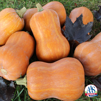 Squash, Winter, Honeybaby Hybrid