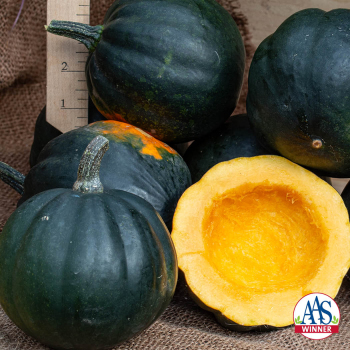 Squash, Winter, Honey Bear Hybrid