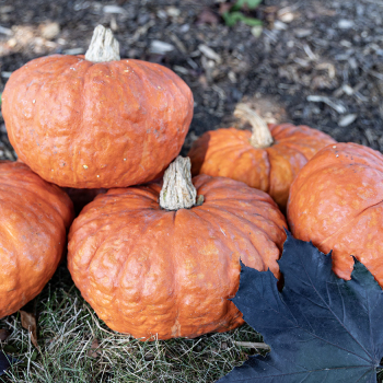 Squash, Winter, Mooregold