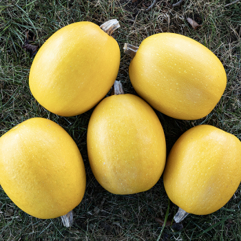 Squash, Winter, Small Wonder Spaghetti Hybrid