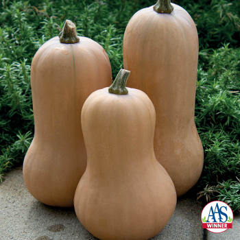 Squash, Winter, Waltham Butternut Squash, Winter, Waltham Butternut