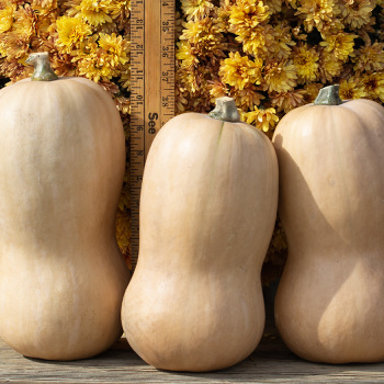 Squash, Winter, Waltham Butternut