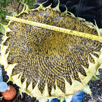 Sunflower, Large Grey Stripe