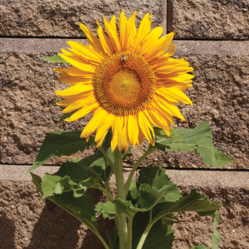 Sunspot Sunflower