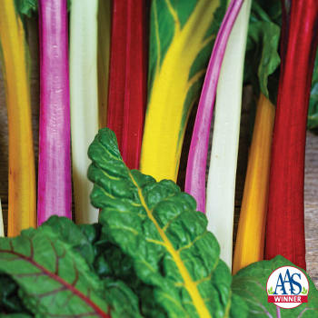 Product Image of Swiss Chard, Bright Lights 