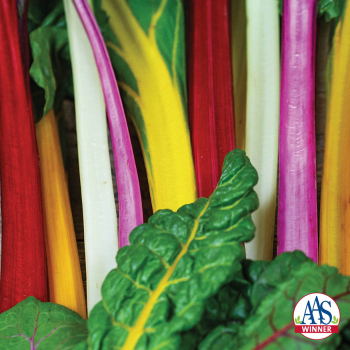 Swiss Chard, Bright Lights