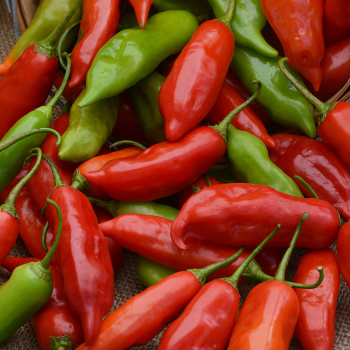 Pepper, Aji Rico Hybrid