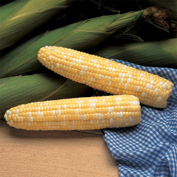 Serendipity Triplesweet® Bicolor Untreated Hybrid Sweet Corn