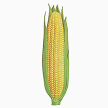 Early Golden Bantom Sweet Corn