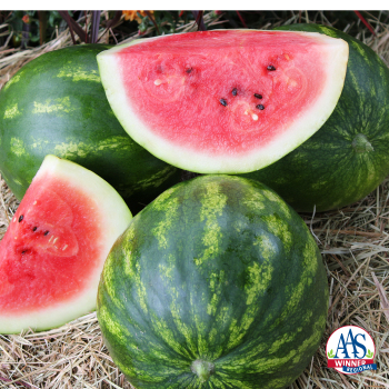 Watermelon, Cal Sweet Bush