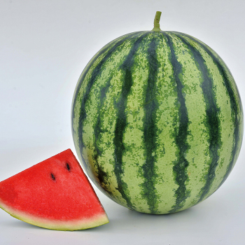 Mambo Hybrid Watermelon