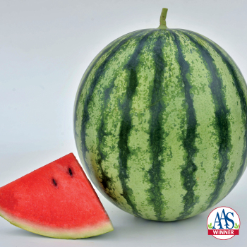 Watermelon, Mambo Hybrid