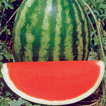 Watermelon, Solitaire Hybrid