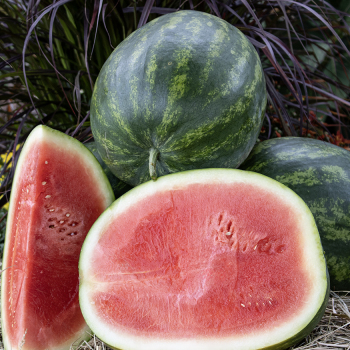 Watermelon, Valor Hybrid, seedless