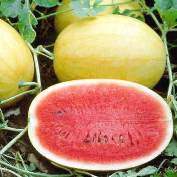 Watermelon, Golden Crown Hybrid