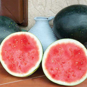 Harvest Moon Hybrid Seedless Watermelon