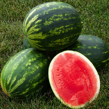 Watermelon, Tailgate Hybrid