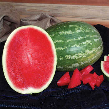 Summer Sweet® 5234 Plus Hybrid Seedless Watermelon