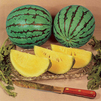 Yellow Doll Hybrid Watermelon