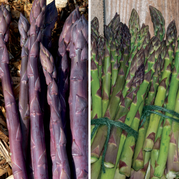 Asparagus, Offer #1