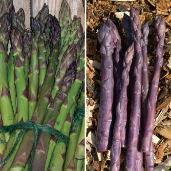 Product Image of Asparagus, Offer #1