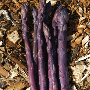 Purple Sweet Asparagus