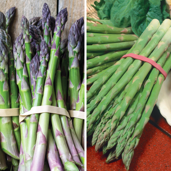 Asparagus, Offer #2