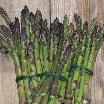 Product Image of Asparagus, Jersey Supreme