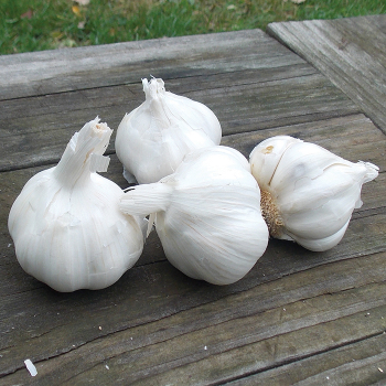 Product Image of Garlic, Italian Late