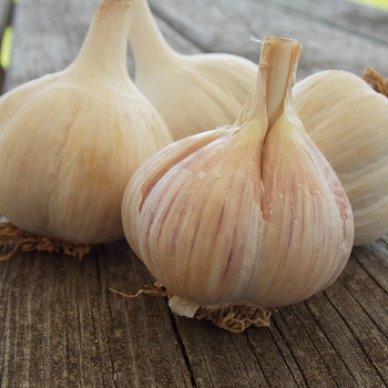 Garlic, German Porcelain
