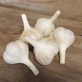 Garlic, Musik