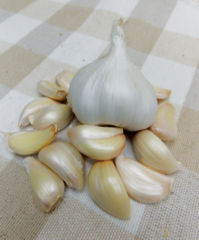 Product Image of Garlic, Silver Rose